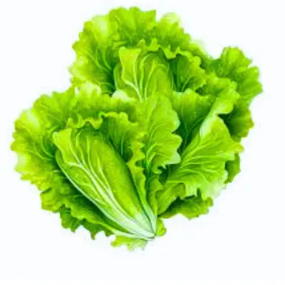 lettuce pieces